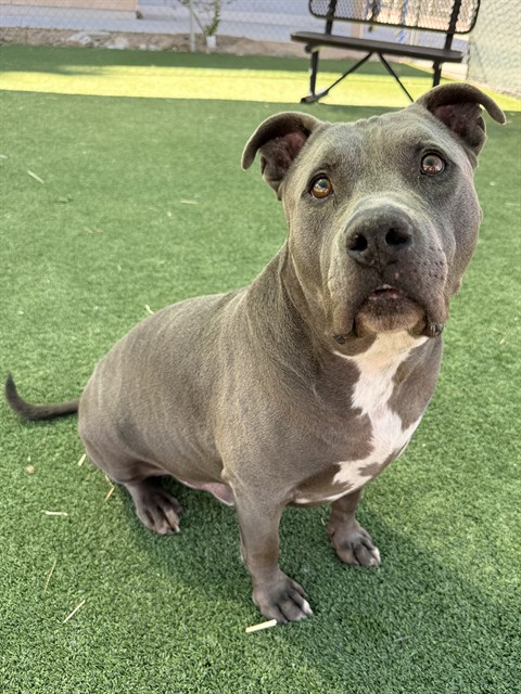 Ryder, a Pit Bull Terrier, available for adoption