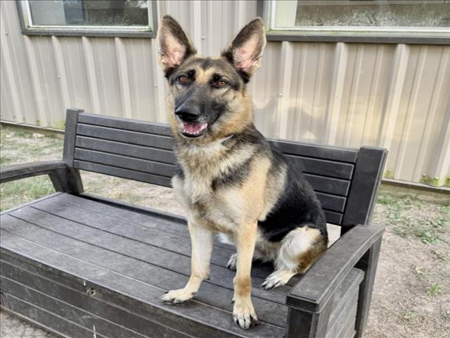 Chi-Chi, a German Shepherd (mix breed), available for adoption