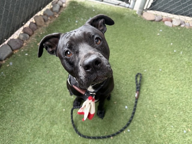 Butterfly, a Bullmastiff (mix breed), available for adoption