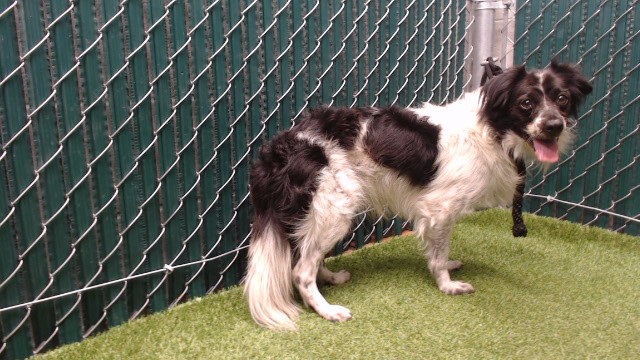 Penn, a Chihuahua, available for adoption