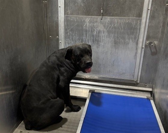 Brendan, a Cane Corso Mastiff, available for adoption