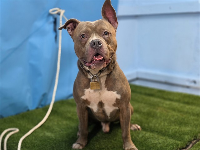 Simba, a American Bulldog, available for adoption
