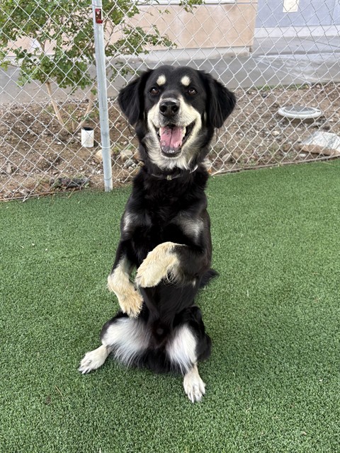 Harry, a German Shepherd, available for adoption