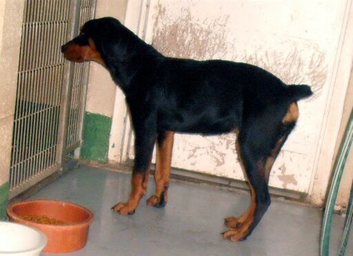 Other Photos of thie Dog