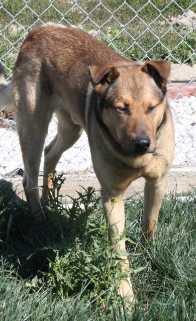 Other Photos of thie Dog