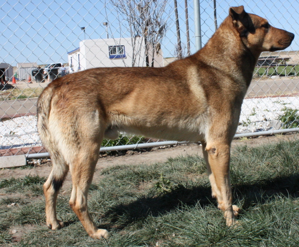 Other Photos of thie Dog