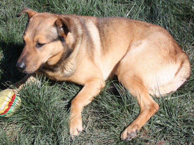 Other Photos of thie Dog
