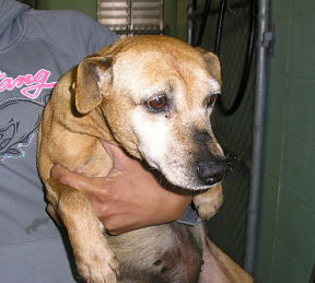 Other Photos of thie Dog