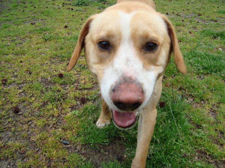Other Photos of thie Dog