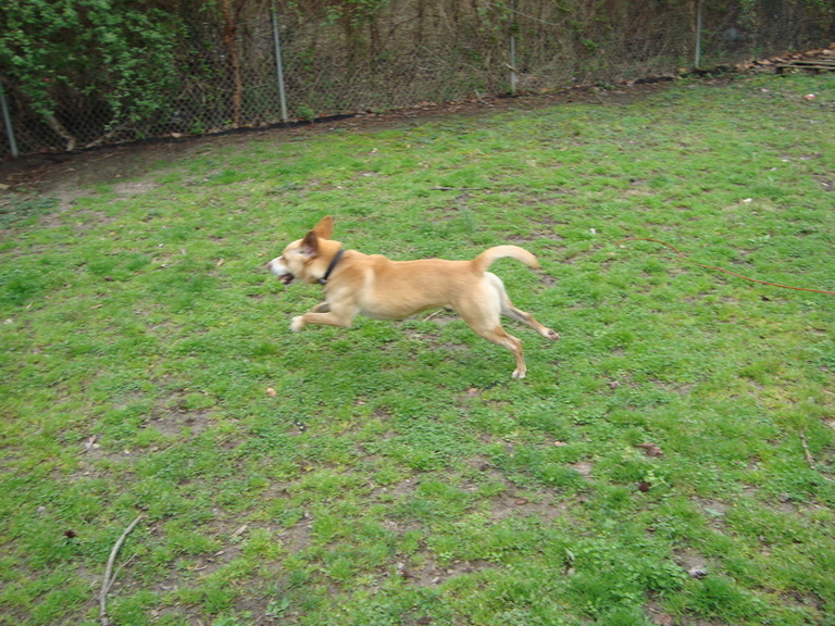 Other Photos of thie Dog