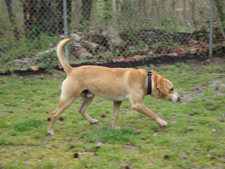 Other Photos of thie Dog