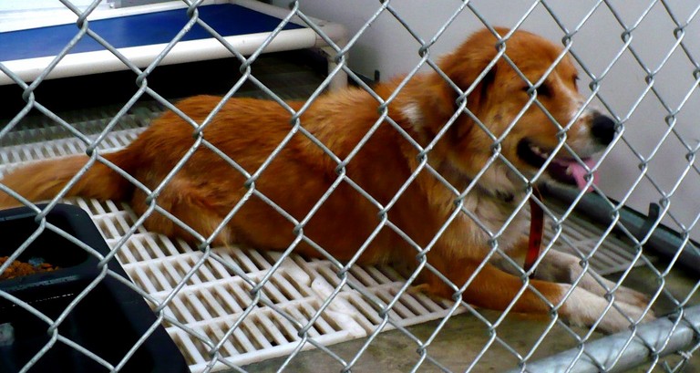 Other Photos of thie Dog