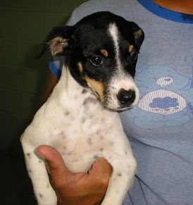 Main Photo of this Dog
