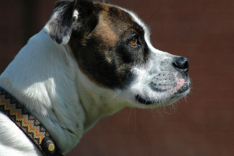 Other Photos of thie Dog