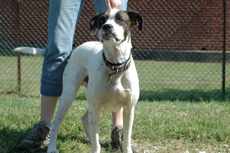 Other Photos of thie Dog