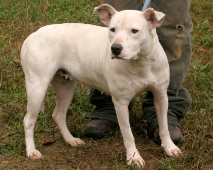 Other Photos of thie Dog