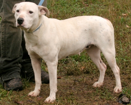 Other Photos of thie Dog