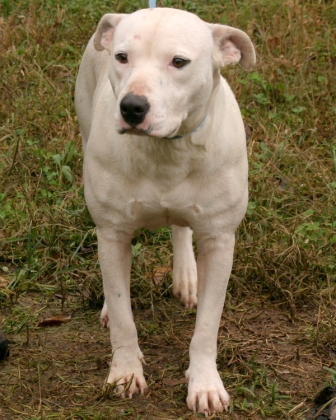 Other Photos of thie Dog