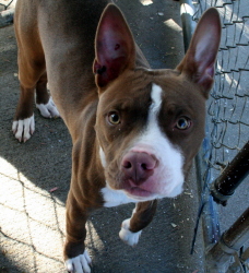 Main Photo of this Dog