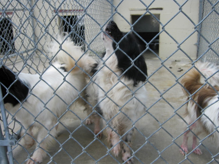 Other Photos of thie Dog