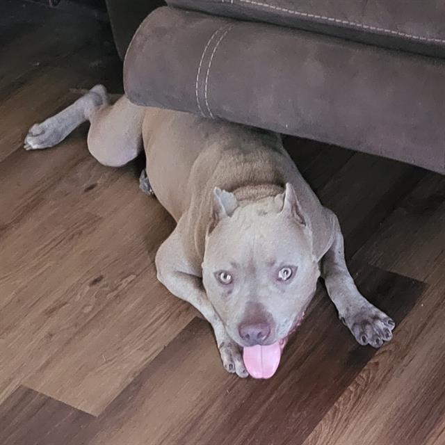 Scooby, a American Bulldog, available for adoption