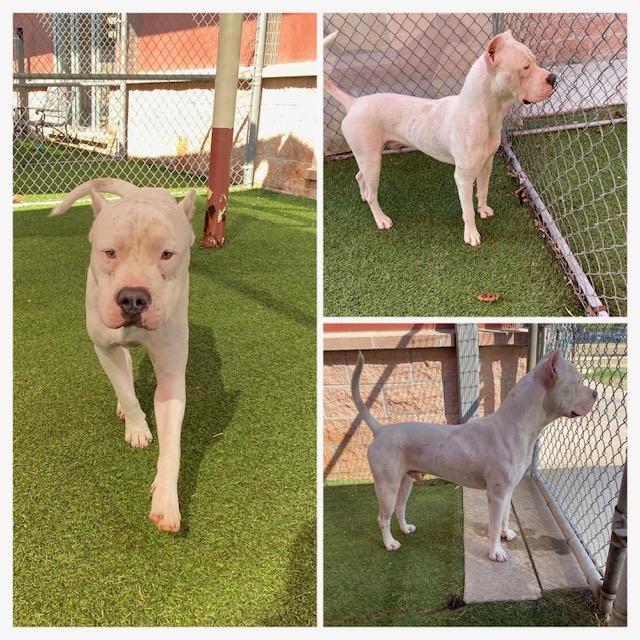Main Photo of this Dog