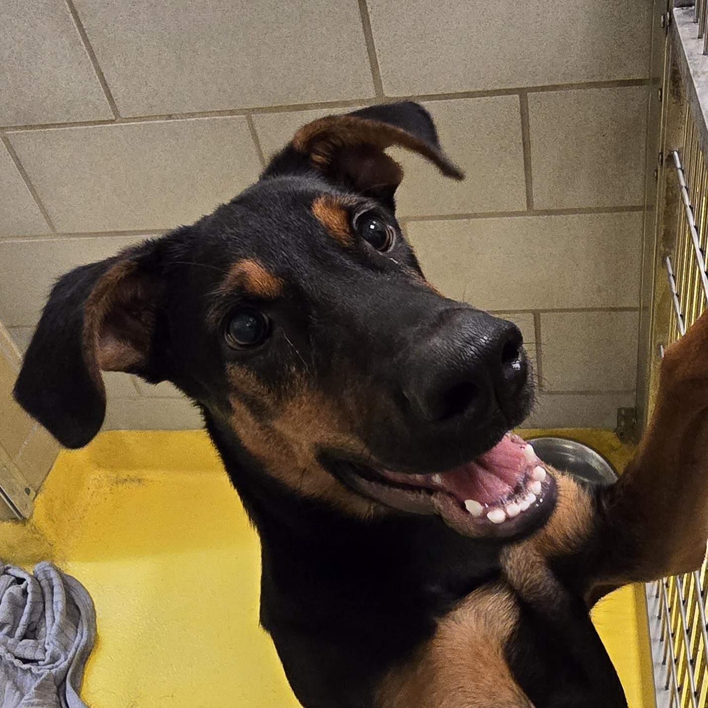 Main Photo of this Dog
