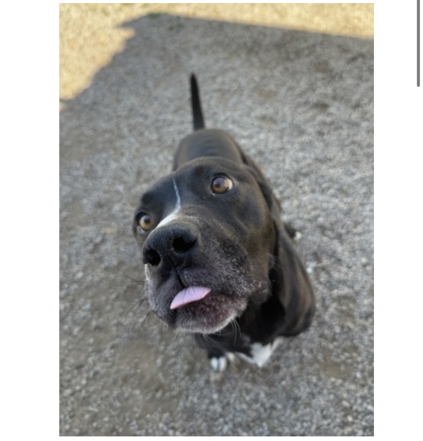 Other Photos of thie Dog