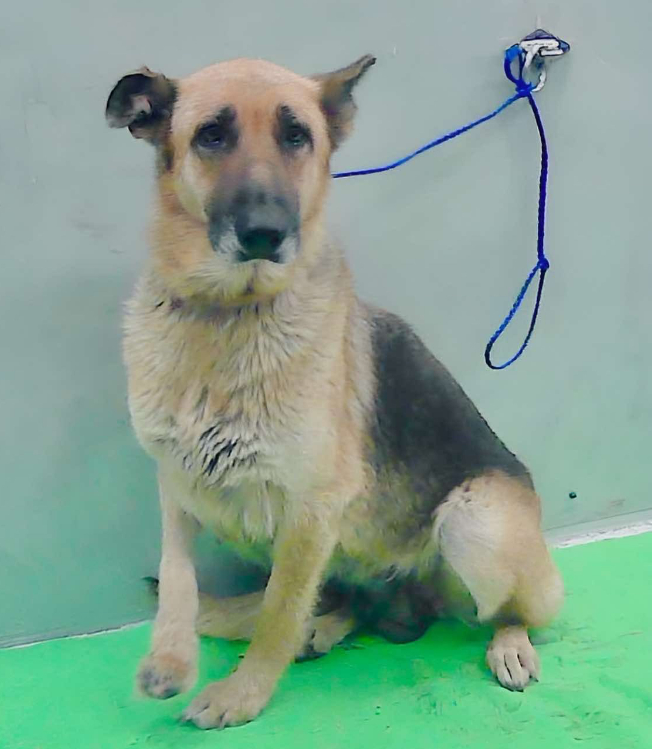 Main Photo of this Dog