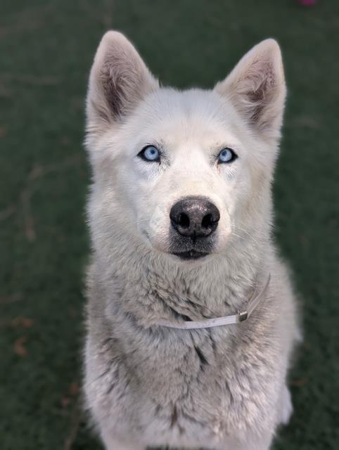 Main Photo of this Dog