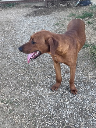Other Photos of thie Dog