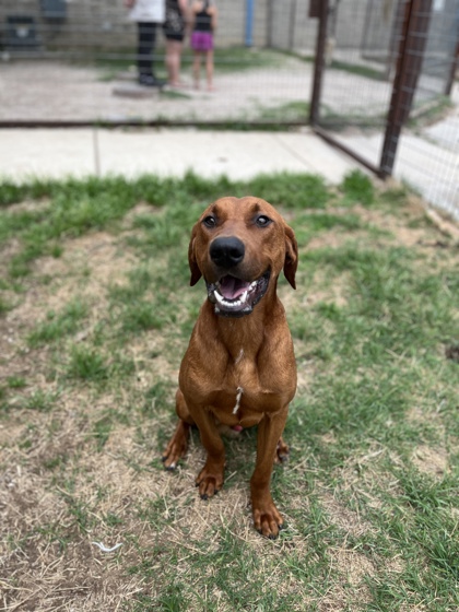 Other Photos of thie Dog