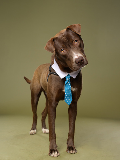 Adoptable pet photo
