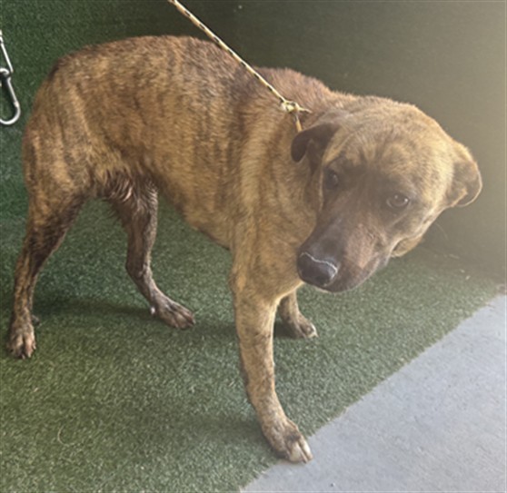 Easton, a German Shepherd, available for adoption