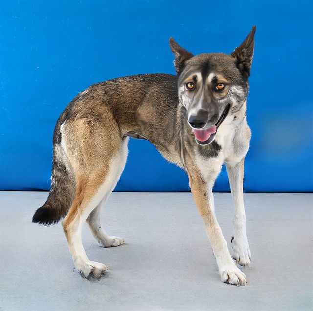 Roberta, a German Shepherd, available for adoption