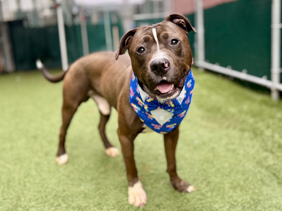 Bearstein, a Pit Bull Terrier (mix breed), available for adoption