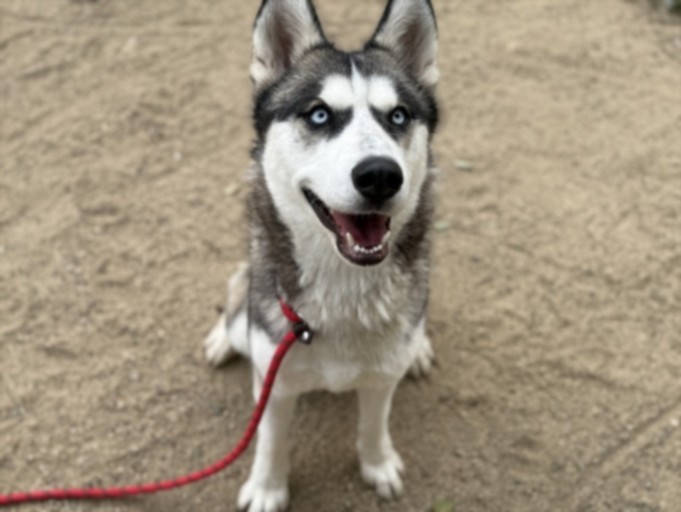 Other Photos of thie Dog