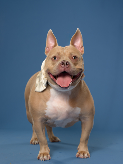 Bailey6, a American Bulldog, available for adoption