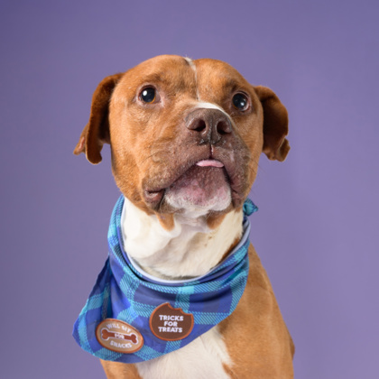 Smitty, a Terrier, available for adoption