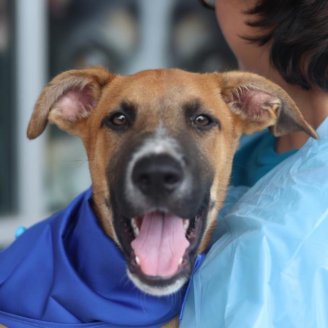 Scooby-Doooo, a Shepherd (mix breed), available for adoption