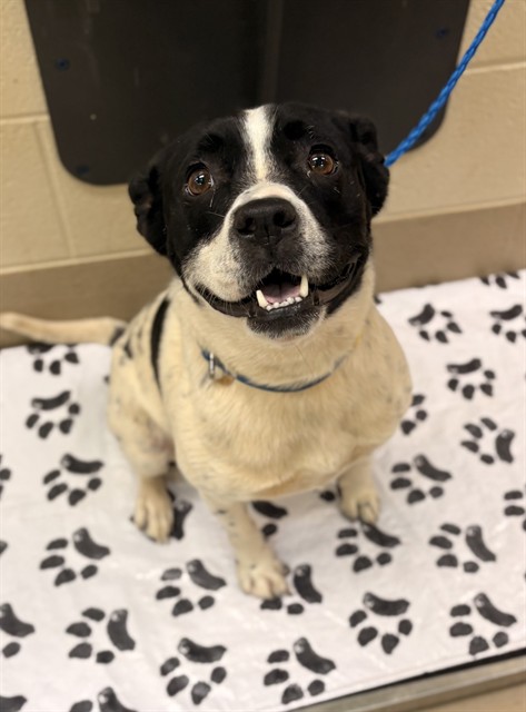 Tommy, a Pit Bull Terrier, available for adoption