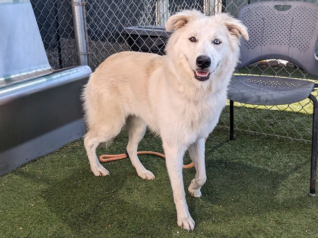 Aila, a Siberian Husky (mix breed), available for adoption