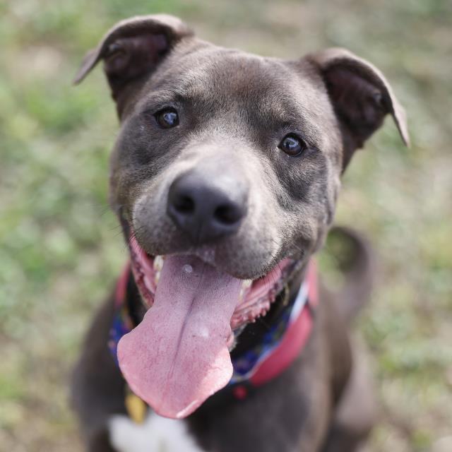 Ozzy, a American Staffordshire Terrier (mix breed), available for adoption