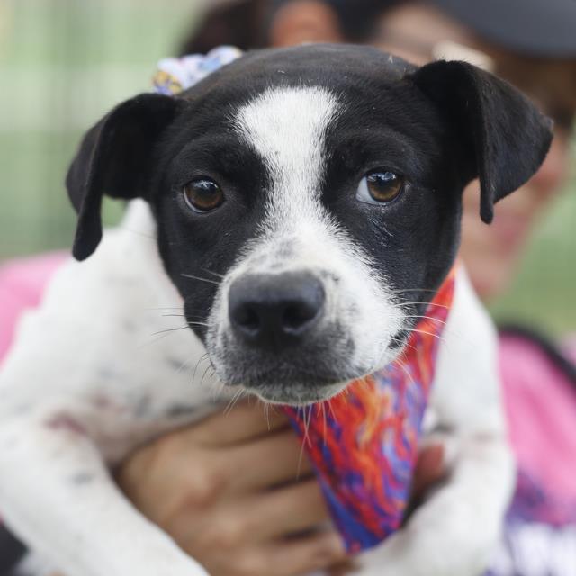Erin, a Terrier (mix breed), available for adoption