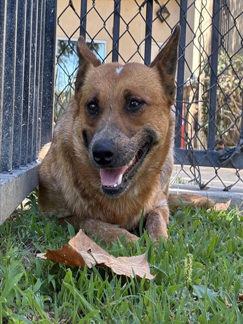 Lilly Ann And Puppies, a Cattle Dog, available for adoption