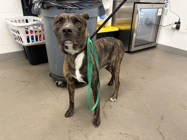 Gordo, a Bullmastiff (mix breed), available for adoption