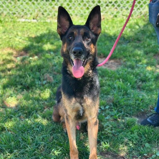 Slim, a German Shepherd, available for adoption