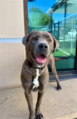 A5792790, a Labrador Retriever, available for adoption
