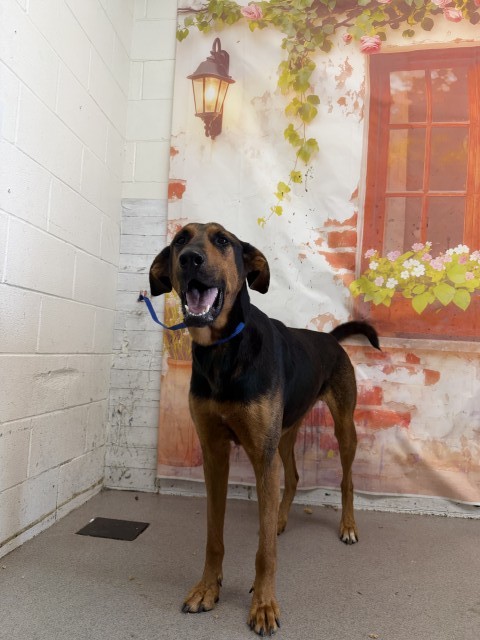 Other Photos of thie Dog