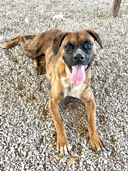 Adoptable pet photo